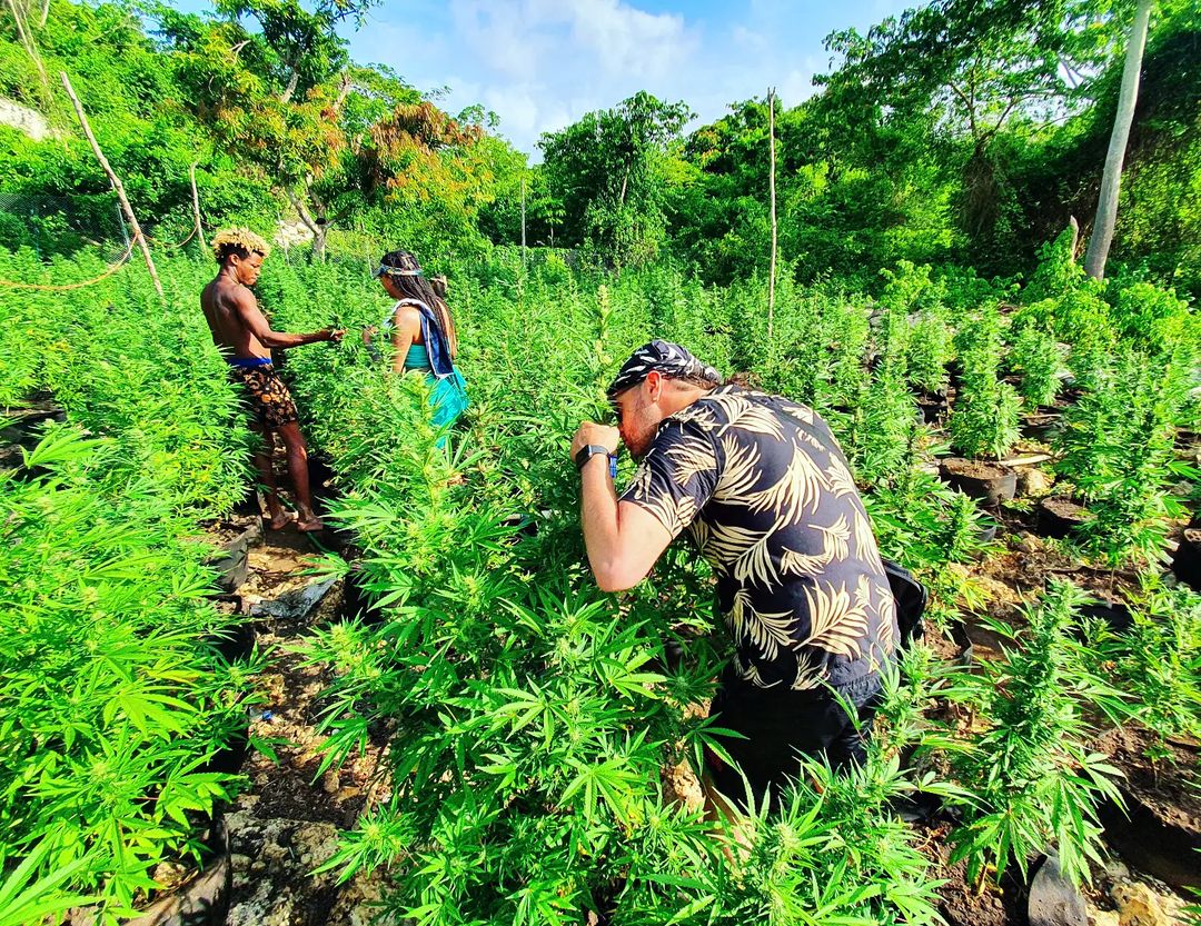 Visitors walking between tall ganja plants with a Rasta farmer on a hillside farm in Jamaica
