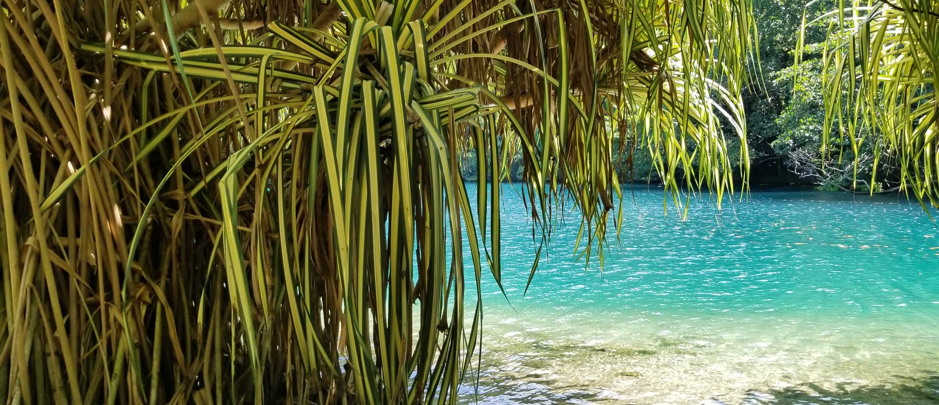 Clear turquoise water framed by palm fronds on the Jamaican coast